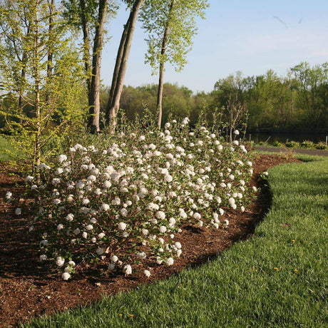 Koreanspice viburnum in a pot with pink flower clusters