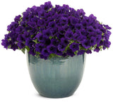 Supertunia Mini Vista Ultramarine petunia in a pot