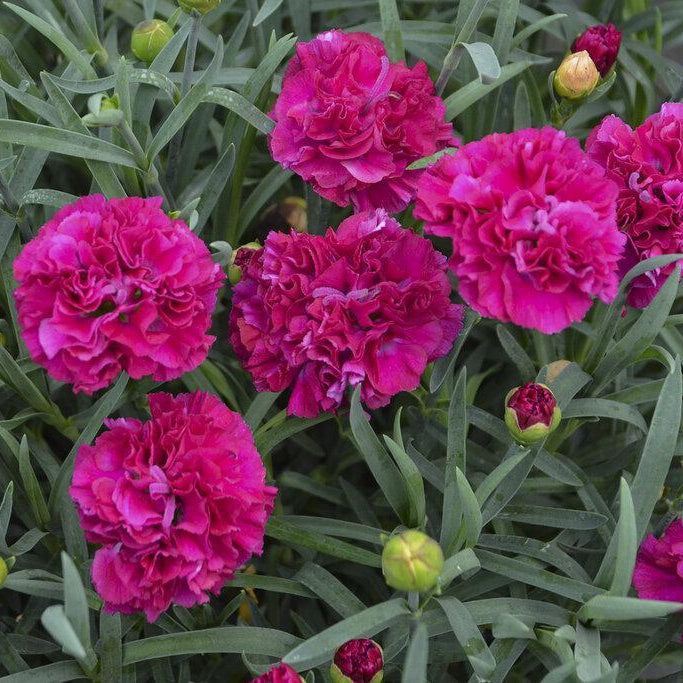 Fruit Punch® 'Funky Fuchsia' Dianthus | Proven Winners