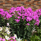 Pink phlox paniculata 'Dream Girl' in bloom in a pot