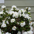 White reblooming azalea in a nursery pot