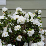 White reblooming azalea in a nursery pot