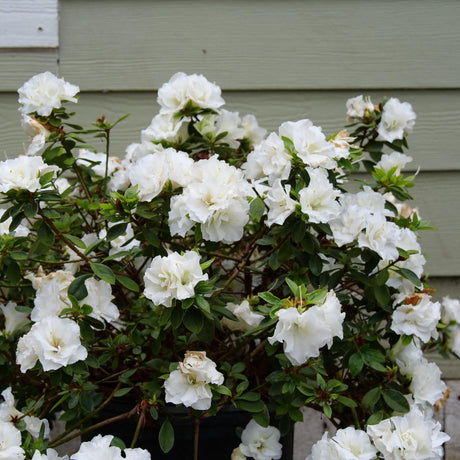 White reblooming azalea in a nursery pot