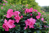 Pink reblooming azalea in a nursery pot