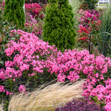 Pink flowering Phlox paniculata in a nursery pot