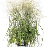 Prairie Winds Niagara Falls switchgrass in a pot