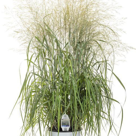 Prairie Winds Niagara Falls switchgrass in a pot