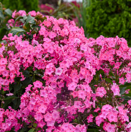 Pink phlox flowers in bloom with variegated green leaves
