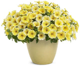 Supertunia Saffron Finch petunia with yellow blooms in a pot
