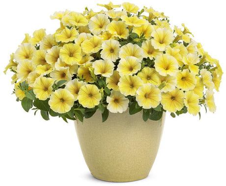 Supertunia Saffron Finch petunia with yellow blooms in a pot