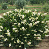 Sugartina Crystalina summersweet in a nursery pot