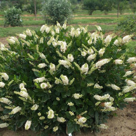 Sugartina Crystalina summersweet in a nursery pot