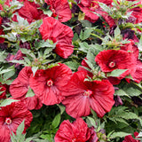 'Blackberry Merlot' Hibiscus | Creekside Champions™
