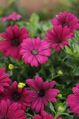 Purple osteospermum flowers in a nursery pot