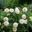 REMINISCENT Crema Rose with creamy white blooms in a pot