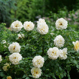 REMINISCENT Crema Rose with creamy white blooms in a pot