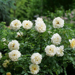 REMINISCENT Crema Rose with creamy white blooms in a pot