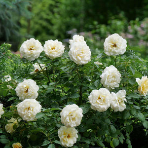 REMINISCENT Crema Rose with creamy white blooms in a pot