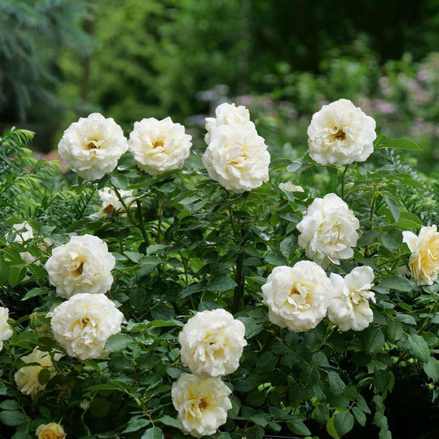 REMINISCENT Crema Rose with creamy white blooms in a pot