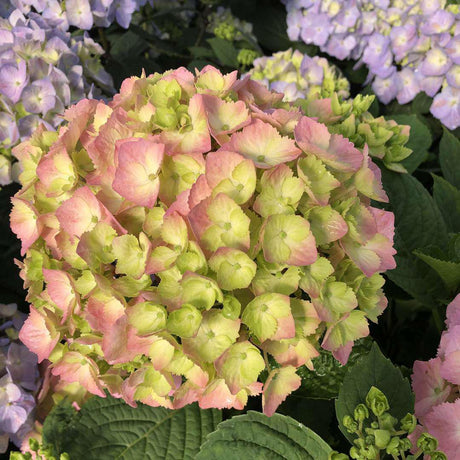 LET’S DANCE SKY VIEW hydrangea with blue blooms in a pot
