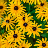Rudbeckia Treasure Trove in a pot with yellow flowers