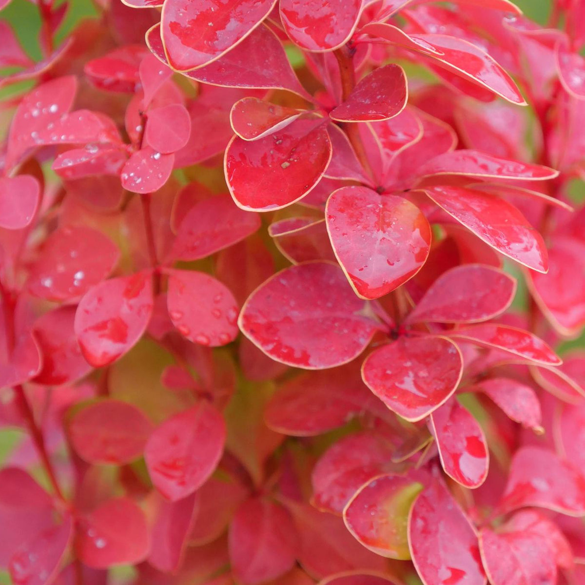 Sunjoy Orange Pillar barberry in a container