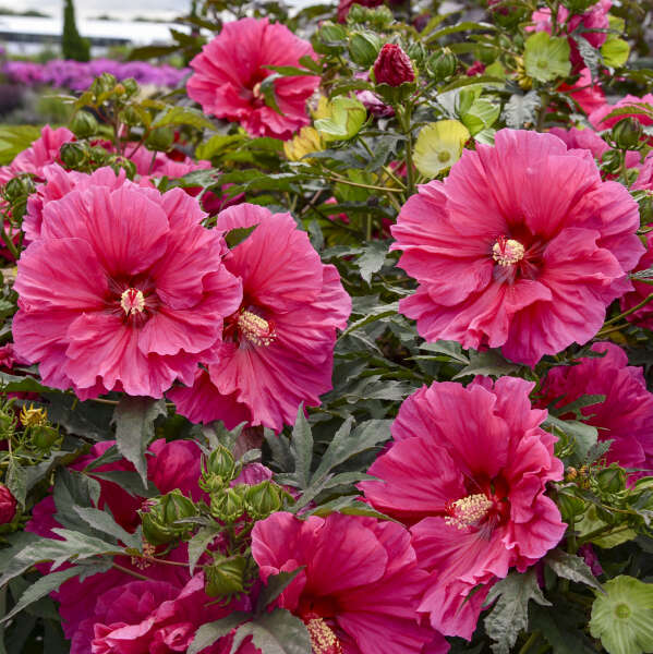 'Watermelon Ruffles' Hibiscus | Creekside Champions™