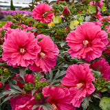 'Watermelon Ruffles' Hibiscus | Creekside Champions™