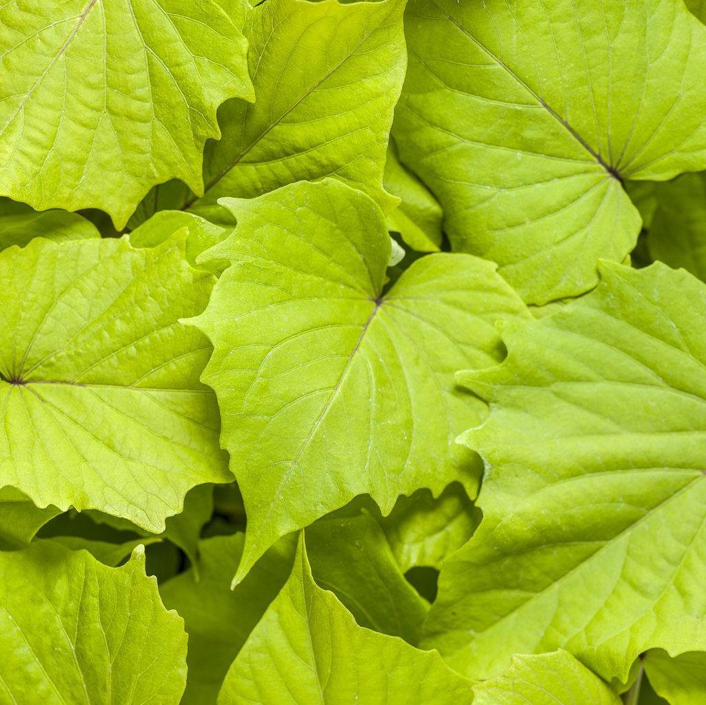 Sweet Caroline Bewitched Green with Envy sweet potato vine in pot