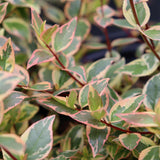 TRES AMIGOS™ abelia in a nursery pot