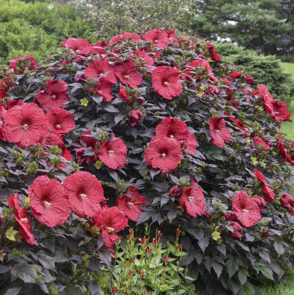 Summerific Holy Grail hibiscus with large pink flowers