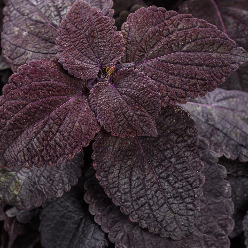 ColorBlaze® Royale Pineapple Brandy™ Coleus | Proven Winners