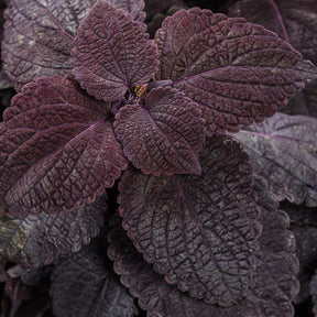 Coleus with dark foliage in a nursery pot