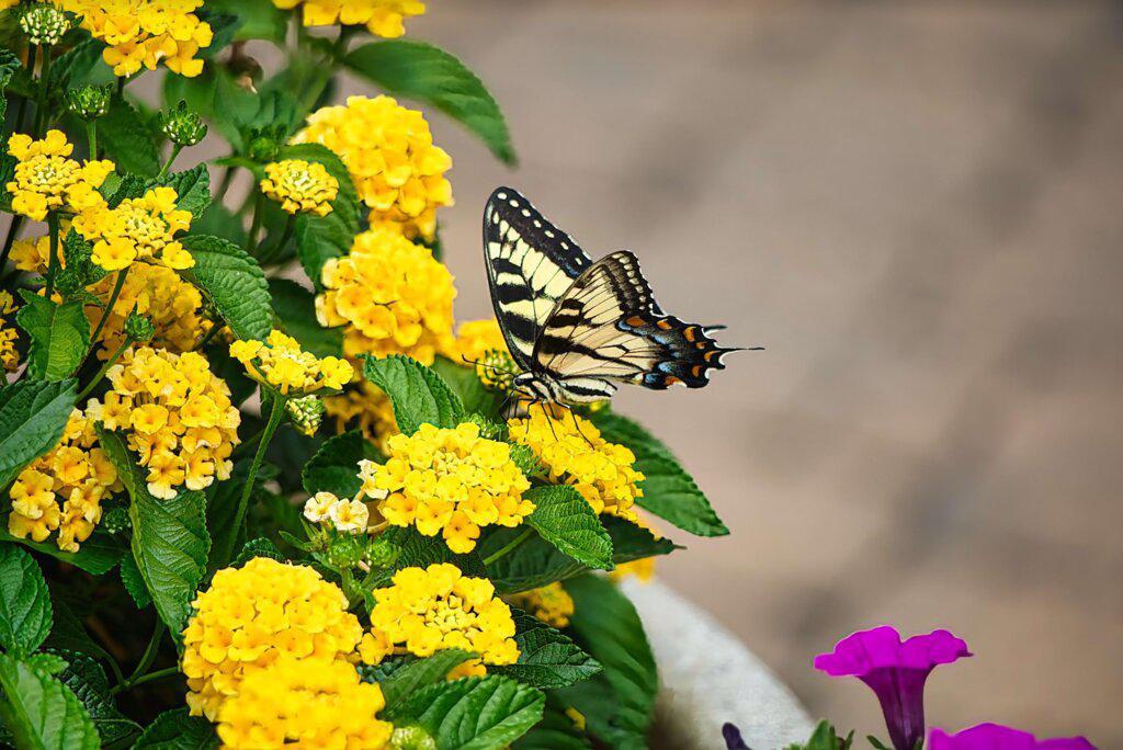 Lantana with yellow flowers in a nursery pot