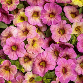 Superbells Magic Pink Lemonade calibrachoa in bloom in a pot