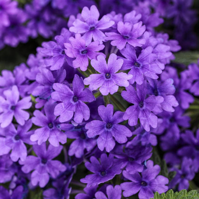 Superbena Cobalt verbena in a container with purple blooms