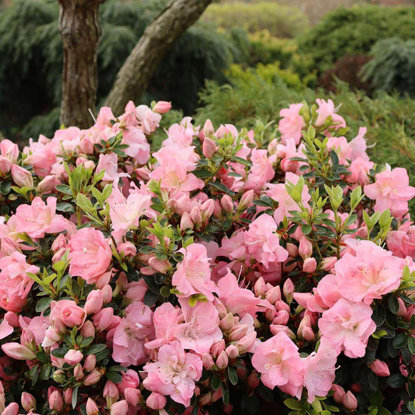Perfecto Mundo Pink Carpet® Reblooming Azalea | Proven Winners