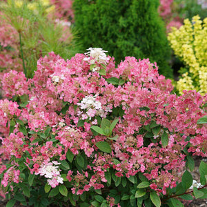 Little Quick Fire hydrangea with white flower clusters in pot