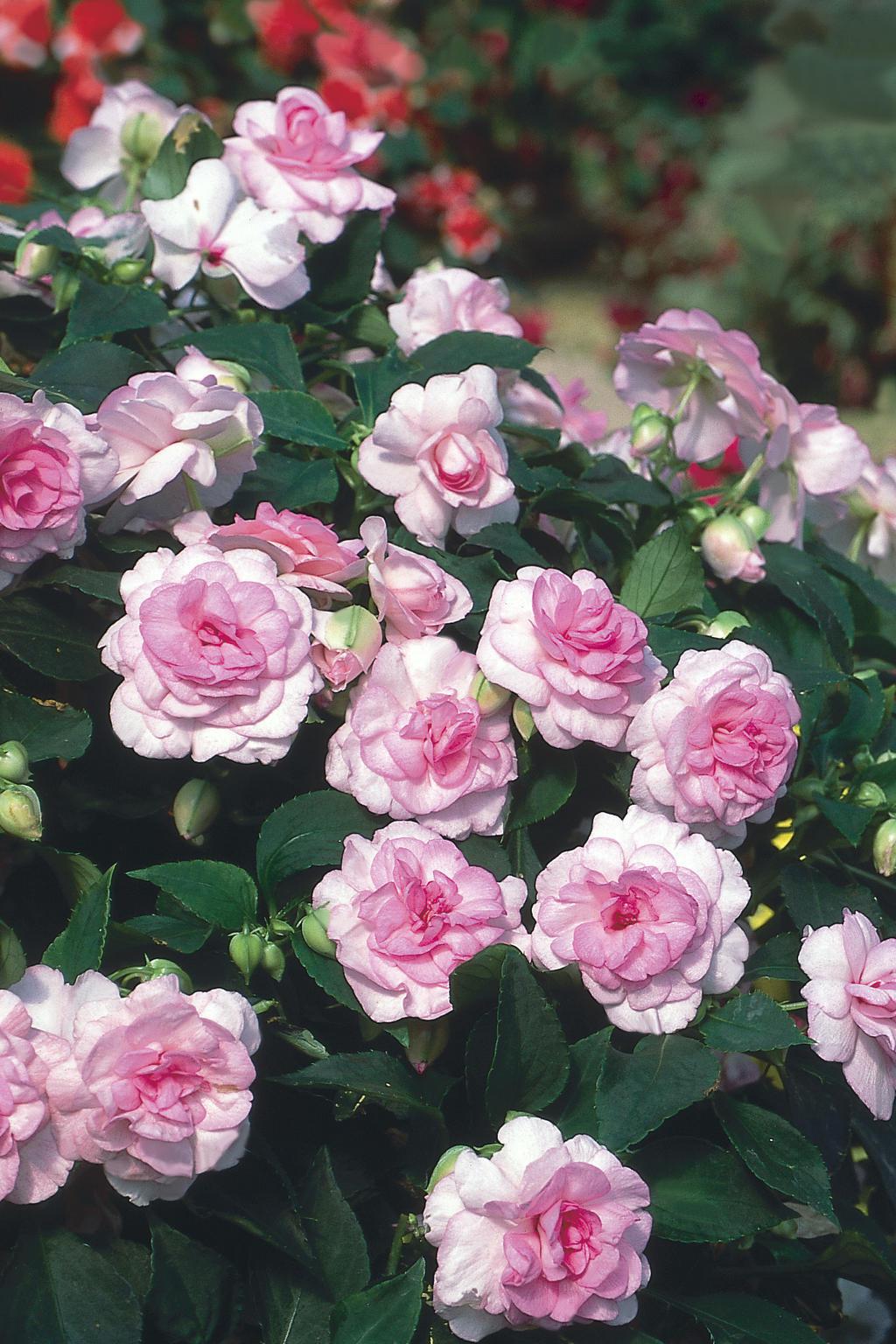 Rockapulco Appleblossom double impatiens with pink blooms