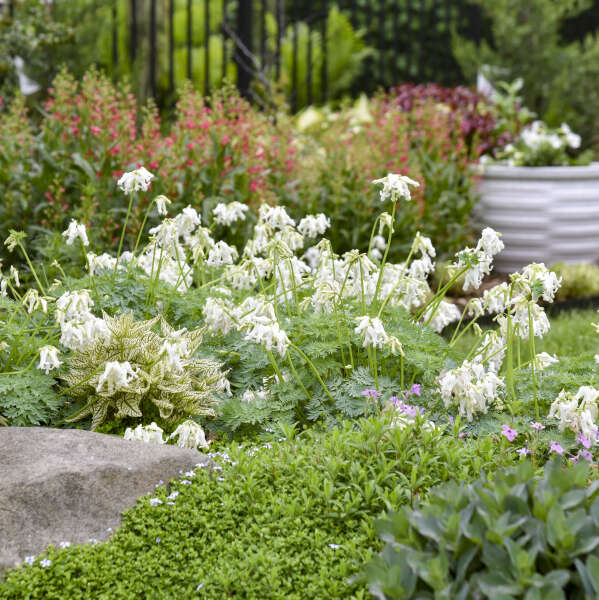 Dicentra White Diamonds with white blooms in a pot