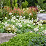 Dicentra White Diamonds with white blooms in a pot