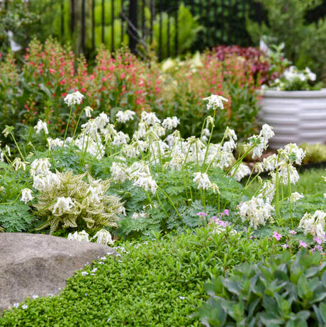 Dicentra White Diamonds with white blooms in a pot