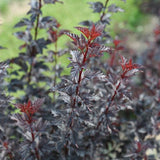 SUMMER WINE® Black Ninebark shrub with dark purple foliage