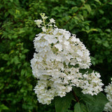PUFFER FISH Hydrangea panicle in bloom with white flowers