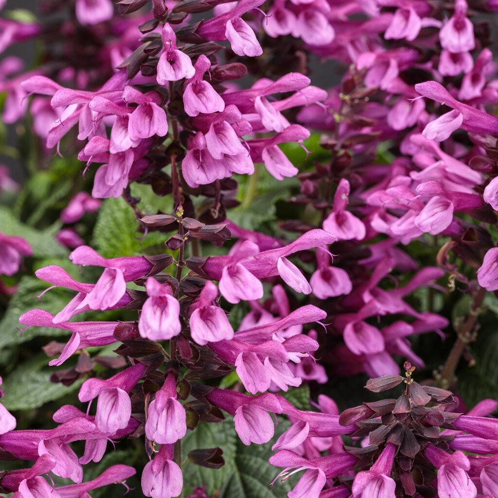 Pink salvia with upright purple flower spikes in a pot