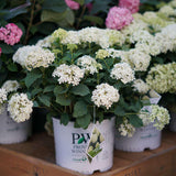 Invincibelle Limetta hydrangea with lime green blooms in pot