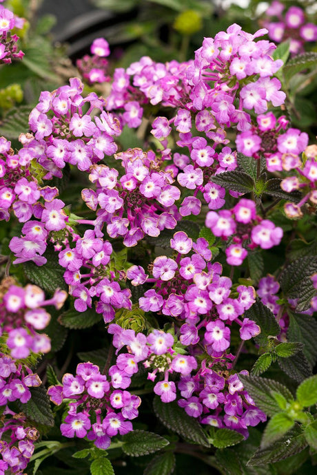 Luscious Grape lantana with purple flowers in a pot