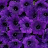 Supertunia Mini Vista Ultramarine petunia in bloom in a pot