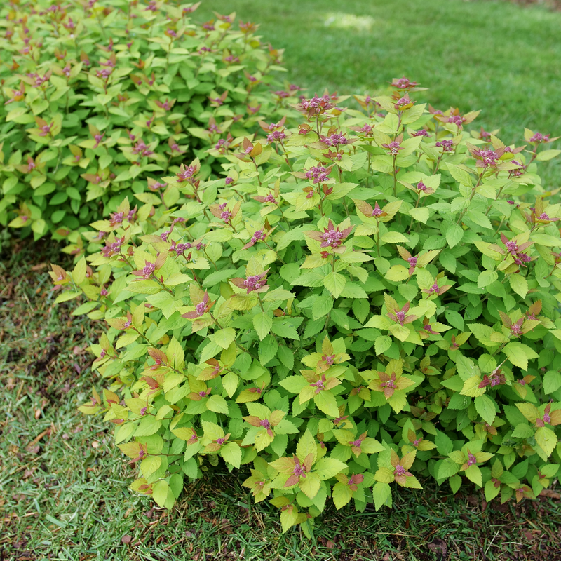 Double Play Dolly spirea in a nursery pot