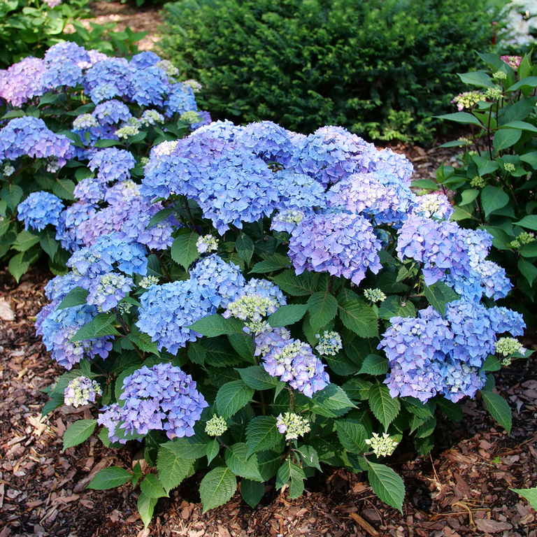LET'S DANCE LOVABLE® Bigleaf Hydrangea – Creekside Nursery, Inc